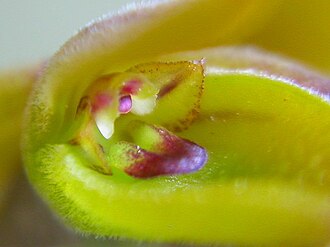 Acianthera klotzschiana: Acianthera klotzschiana