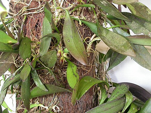 Acianthera langeana: Cryptophoranthus langeanus