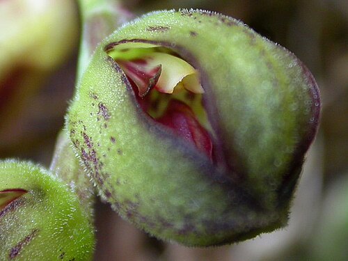 Acianthera langeana: Cryptophoranthus langeanus