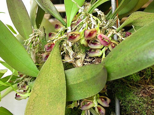 Acianthera langeana: Cryptophoranthus langeanus