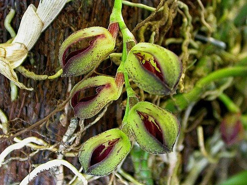Acianthera langeana: Cryptophoranthus langeanus