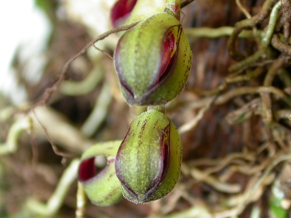 Acianthera langeana: Cryptophoranthus langeanus