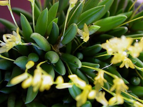 Acianthera leptotifolia: Photos taken by Dalton Holland Baptista & Americo Docha Neto for Orchidstudium
