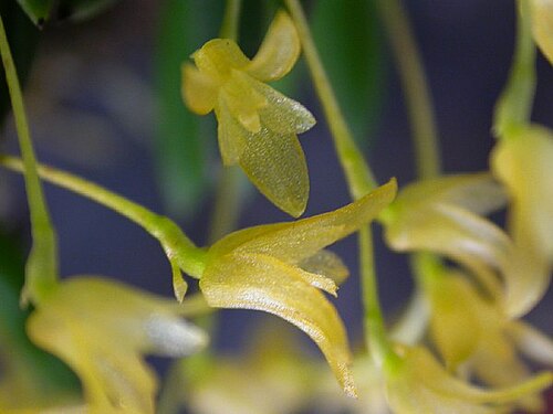 Acianthera leptotifolia: Photos taken by Dalton Holland Baptista & Americo Docha Neto for Orchidstudium