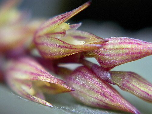 Acianthera limae: Acianthera limae