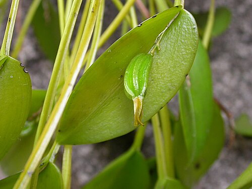 Acianthera luteola: Acianthera luteola