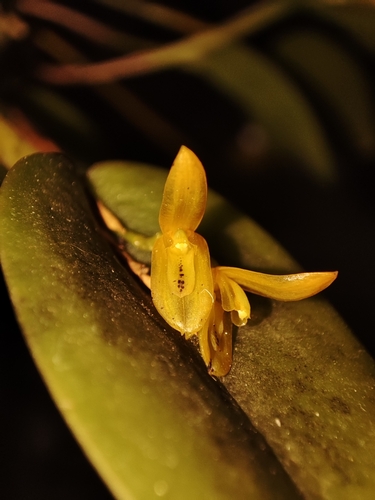 Acianthera luteola (Acianthera luteola)