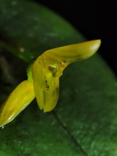 Acianthera luteola (Acianthera luteola)