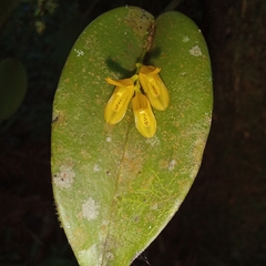 Acianthera luteola (Acianthera luteola)
