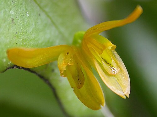 Acianthera luteola: Acianthera luteola