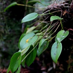 Acianthera luteola (Acianthera luteola)