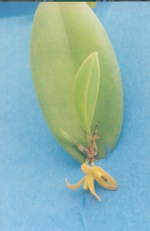 Acianthera luteola: Acianthera luteola
