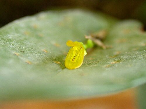 Acianthera luteola: Acianthera luteola