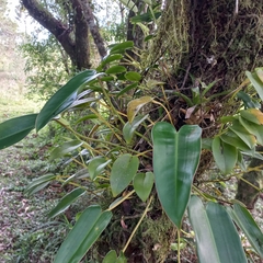 Acianthera luteola (Acianthera luteola)