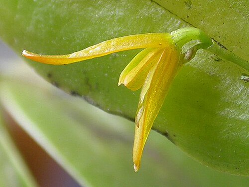 Acianthera luteola: Acianthera luteola