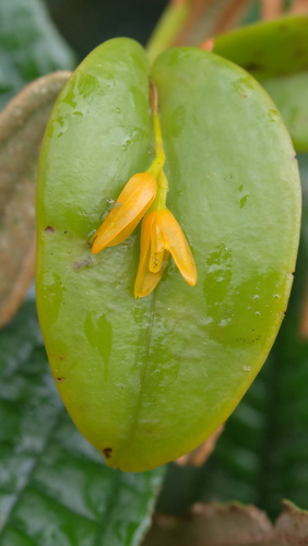Acianthera luteola (Acianthera luteola)