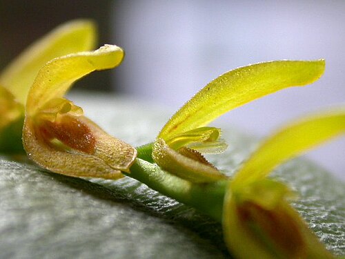 Acianthera macropoda: Photos by Americo Docha Neto & Dalton Holland Baptista For Orchidstudium