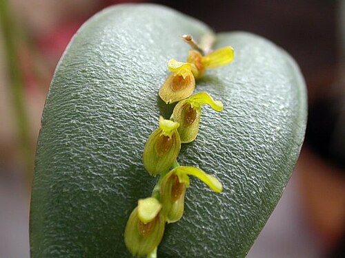 Acianthera macropoda: Photos by Americo Docha Neto & Dalton Holland Baptista For Orchidstudium