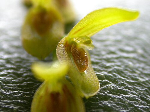 Acianthera macropoda: Photos by Americo Docha Neto & Dalton Holland Baptista For Orchidstudium