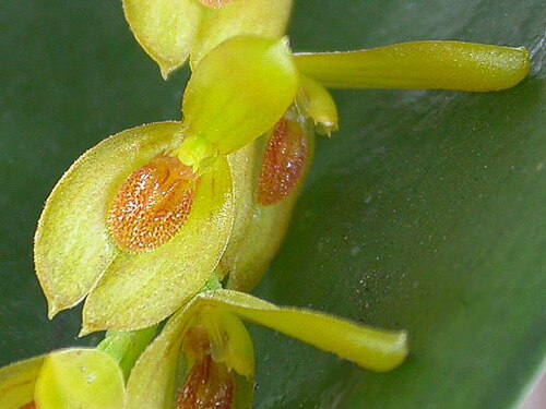 Acianthera macropoda: Acianthera macropoda