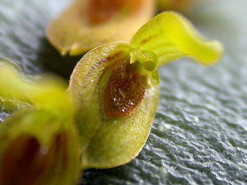 Acianthera macropoda: Photos by Americo Docha Neto & Dalton Holland Baptista For Orchidstudium