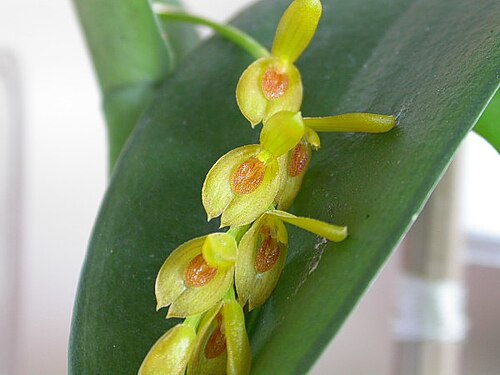 Acianthera macropoda: Photos by Americo Docha Neto & Dalton Holland Baptista For Orchidstudium
