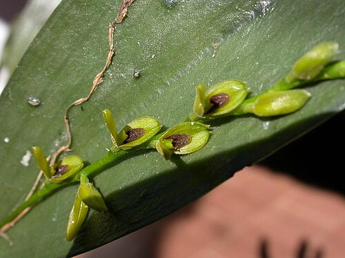 Acianthera macropoda: Photos by Americo Docha Neto & Dalton Holland Baptista For Orchidstudium