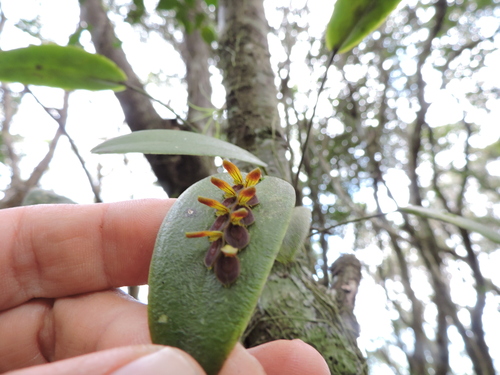 Acianthera macropoda (Acianthera macropoda)