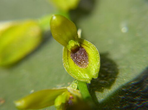 Acianthera macropoda: Photos by Americo Docha Neto & Dalton Holland Baptista For Orchidstudium