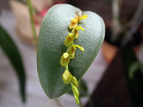 Acianthera macropoda: Photos by Americo Docha Neto & Dalton Holland Baptista For Orchidstudium