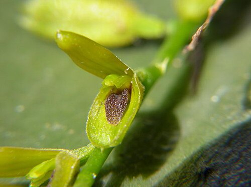 Acianthera macropoda: Photos by Americo Docha Neto & Dalton Holland Baptista For Orchidstudium