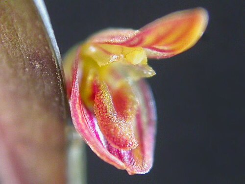 Acianthera macuconensis: Acianthera macuconensis