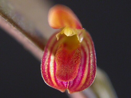 Acianthera macuconensis: Acianthera macuconensis