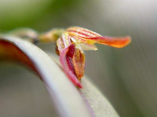 Acianthera macuconensis: Acianthera macuconensis