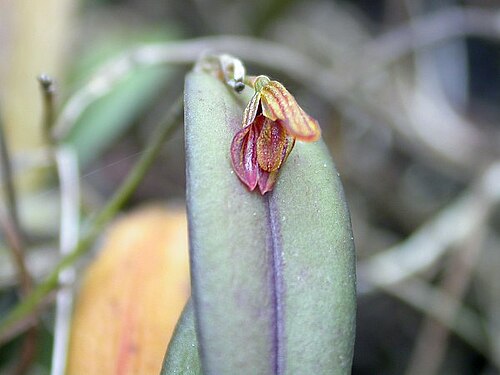 Acianthera macuconensis: Acianthera macuconensis