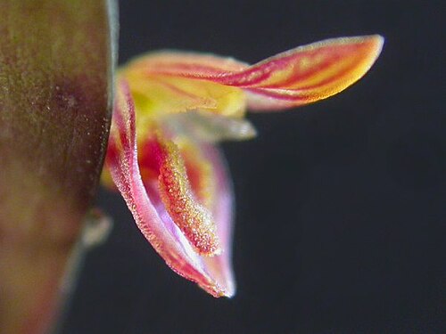 Acianthera macuconensis: Acianthera macuconensis