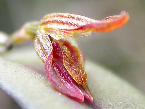 Acianthera macuconensis: Acianthera macuconensis