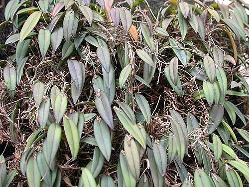 Acianthera macuconensis: Acianthera macuconensis