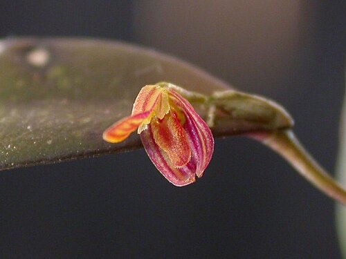 Acianthera macuconensis: Acianthera macuconensis