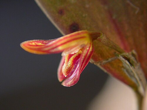 Acianthera macuconensis: Acianthera macuconensis