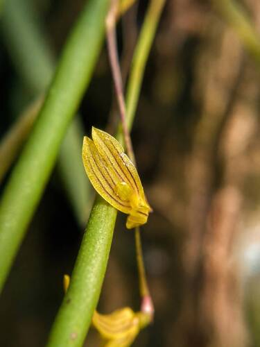Acianthera mantiquyrana (Acianthera mantiquyrana)