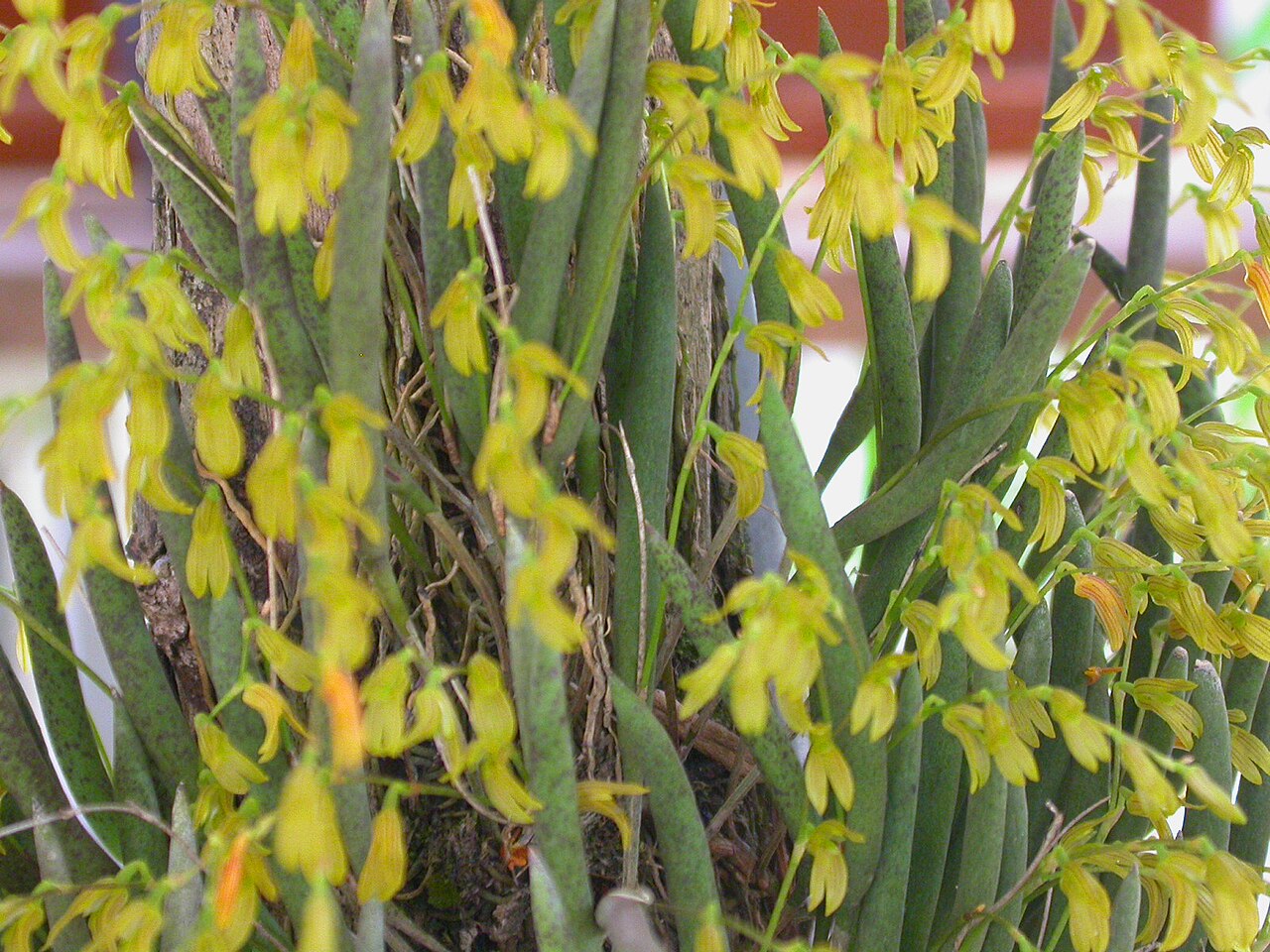 Acianthera mantiquyrana: Pleurobotryum mantiquyranum plant and flowers