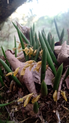 Acianthera mantiquyrana (Acianthera mantiquyrana)