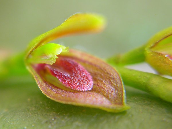 Acianthera marumbyana: Acianthera marumbyana
