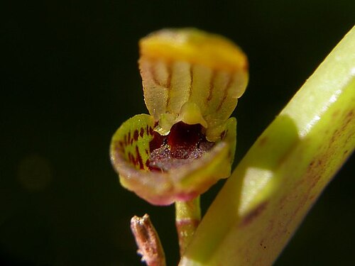 Acianthera melachila: Photos by Americo Docha Neto & Dalton Holland Baptista for Orchidstudium
