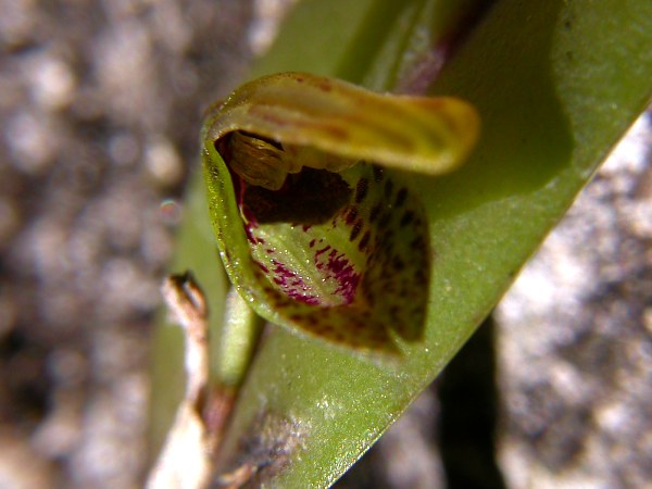 Acianthera melachila: Photos by Americo Docha Neto & Dalton Holland Baptista for Orchidstudium