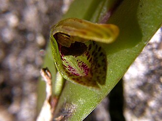 Acianthera melachila: Photos by Americo Docha Neto & Dalton Holland Baptista for Orchidstudium