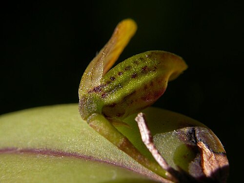 Acianthera melachila: Photos by Americo Docha Neto & Dalton Holland Baptista for Orchidstudium