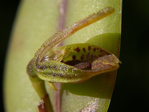 Acianthera melachila: Photos by Americo Docha Neto & Dalton Holland Baptista for Orchidstudium