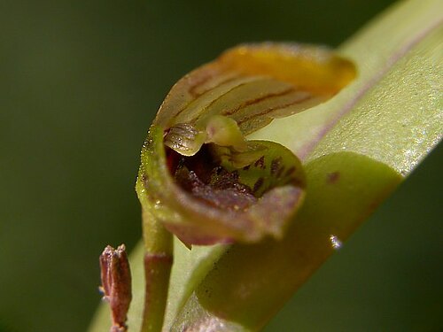 Acianthera melachila: Photos by Americo Docha Neto & Dalton Holland Baptista for Orchidstudium